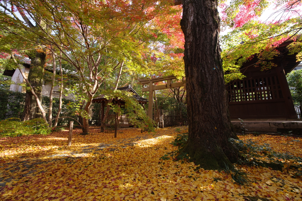 銀杏と紅葉