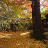 銀杏と紅葉