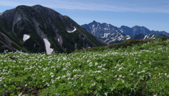 天上の花畑