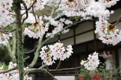 美しき人と桜