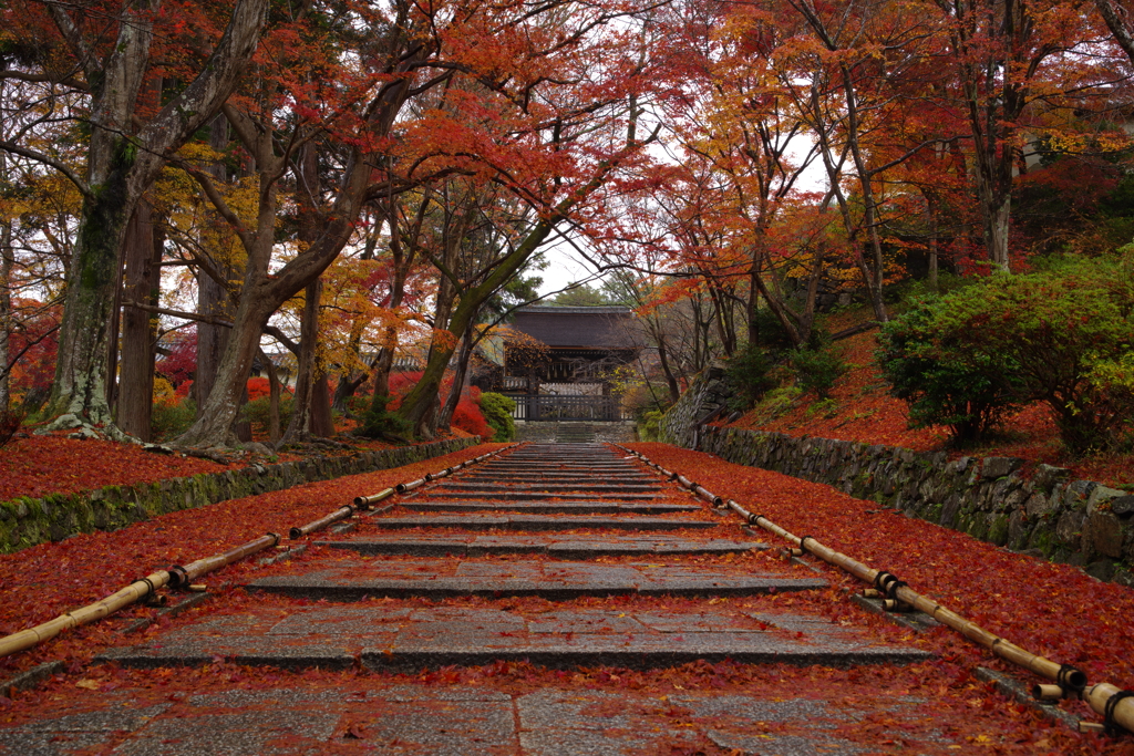 名残りの紅葉