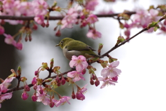 春待ち
