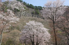 屏風岩の春