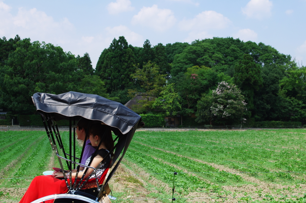 夏の嵯峨野