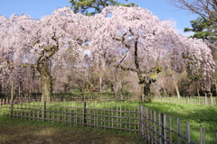 御苑の糸桜