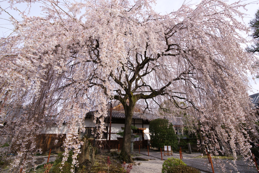 大しだれ桜