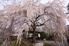 大しだれ桜