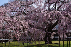 醍醐の花見２