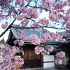 桜シーズン
