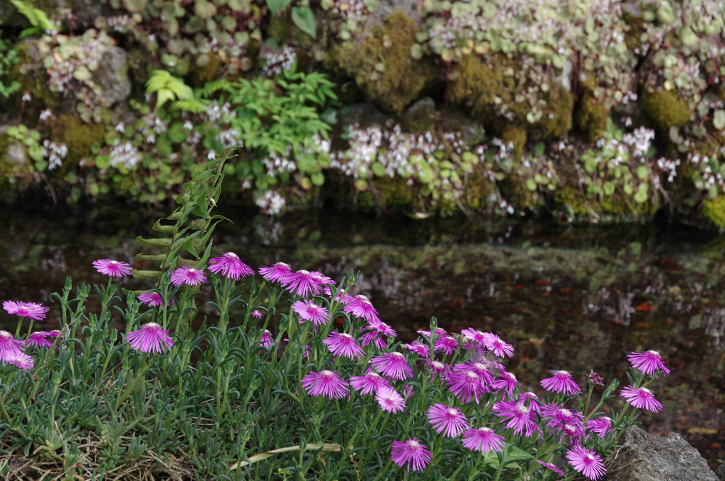 名水と花の宿場町
