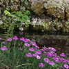名水と花の宿場町