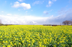 雪煙の比良山と、菜の花畑　（広角バージョン）