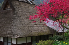 茅葺と花