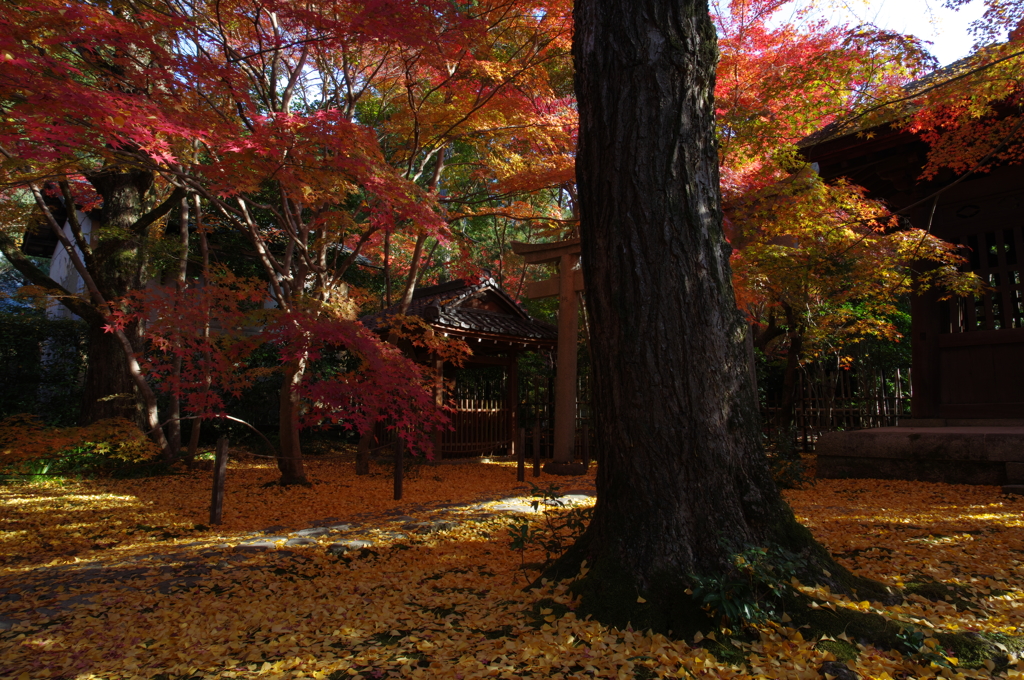 朝の蓮華寺