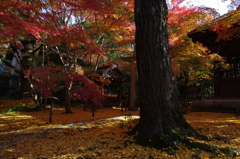 朝の蓮華寺