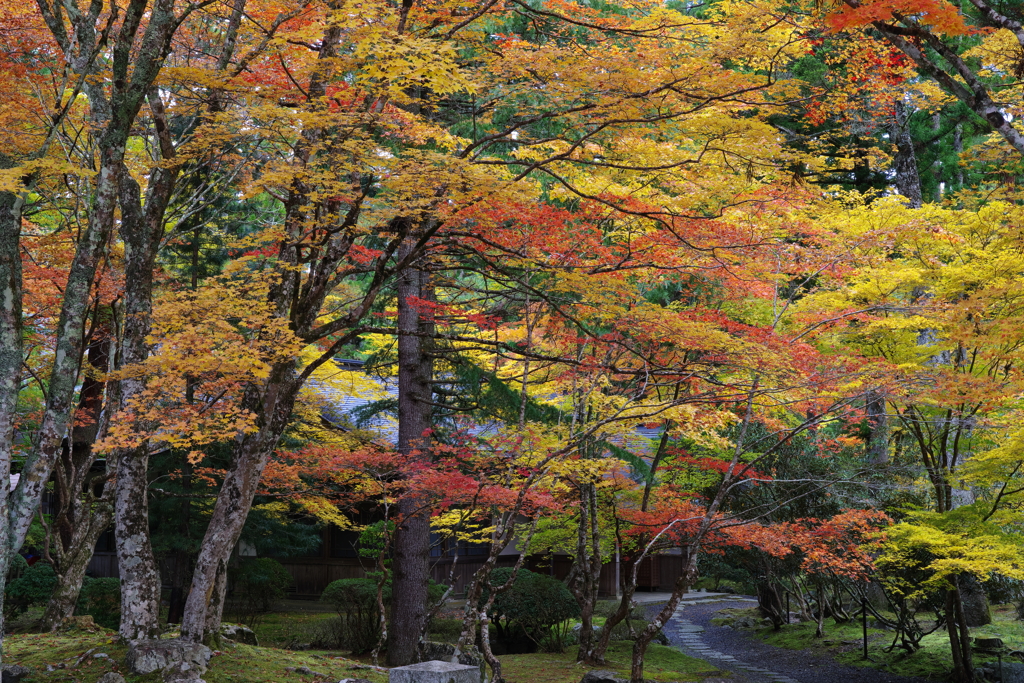 紅葉始め