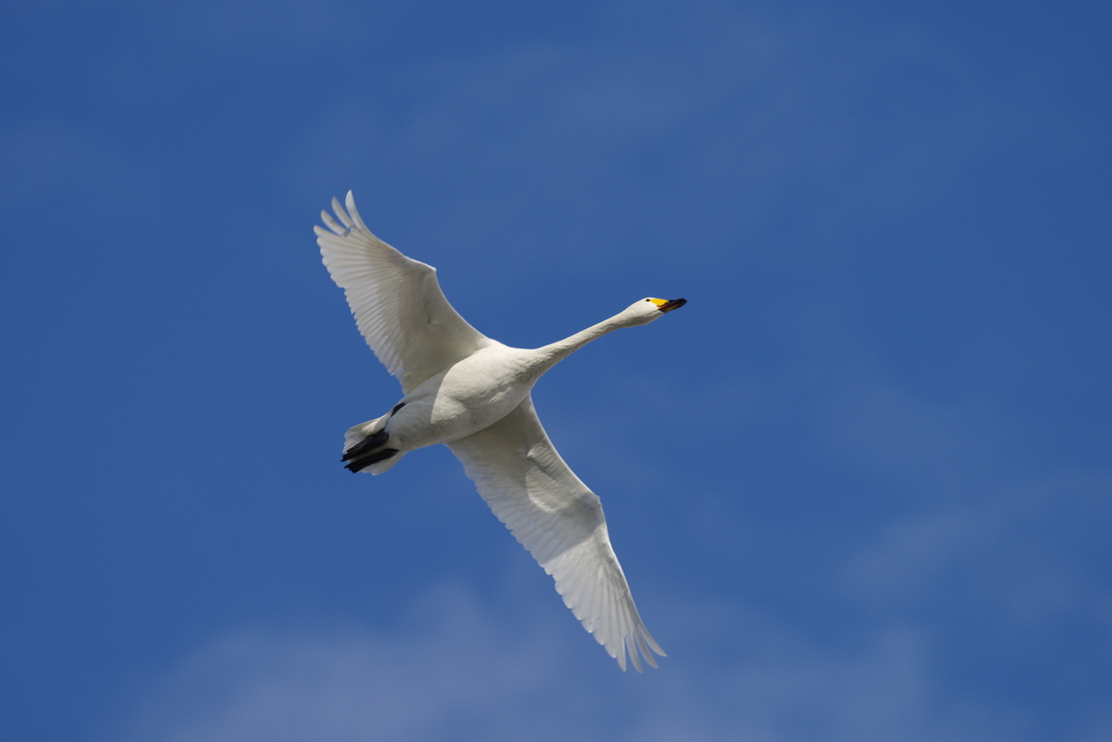 冬の青空