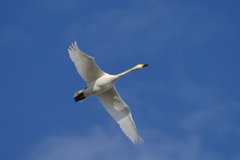 冬の青空