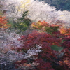 煌めく秋