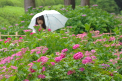 雨とあじさい