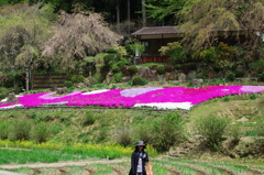 室生の芝桜①