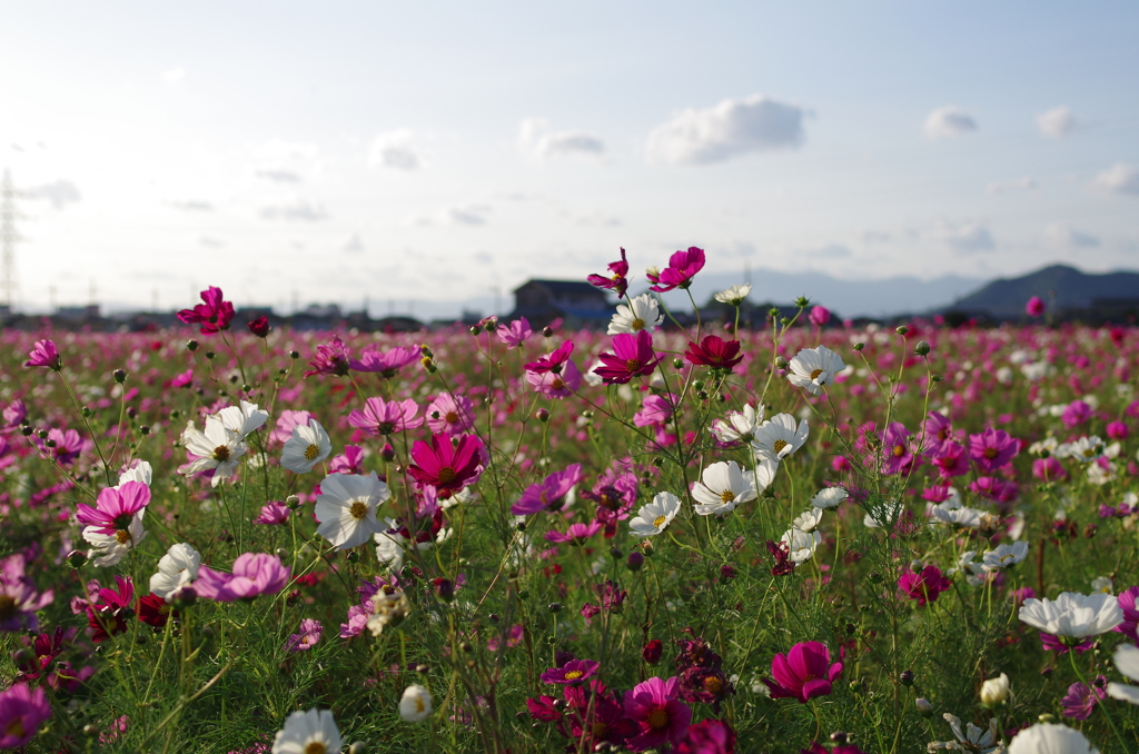 秋桜とラムネ色のそら