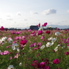 秋桜とラムネ色のそら