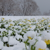 雪と菜の花