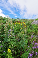 伊吹山のお花畑　9月初旬