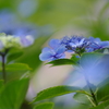 青に魅せられて