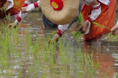 田植え神事