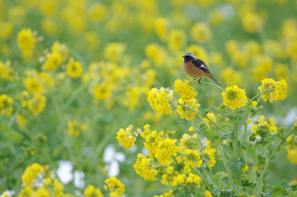 菜の花畑で