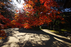 紅と影