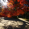 紅と影