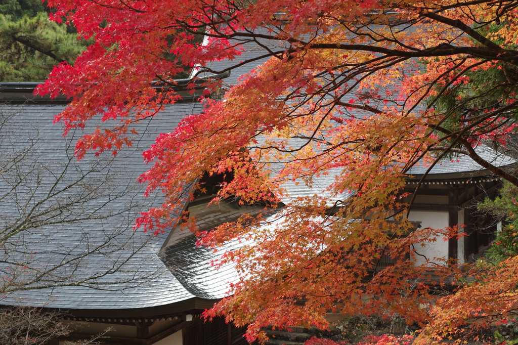 神護寺　秋景