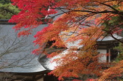 神護寺　秋景