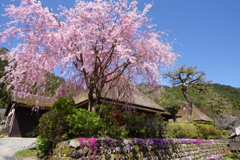 美山、枝垂れ桜