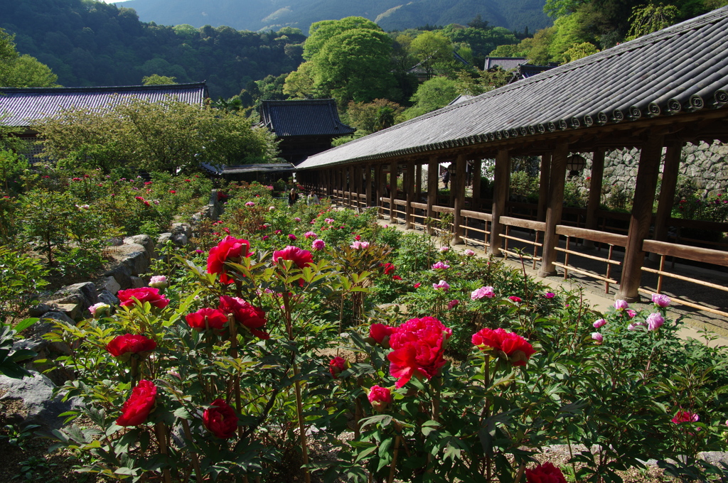 花の寺