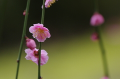 ひらり