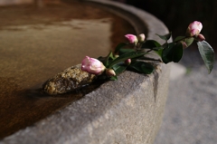 山茶花（さざんか）