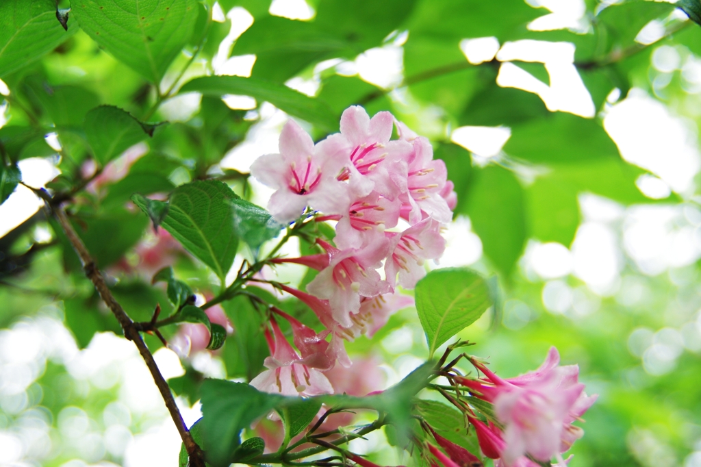 比良の花　２