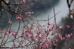 梅渓