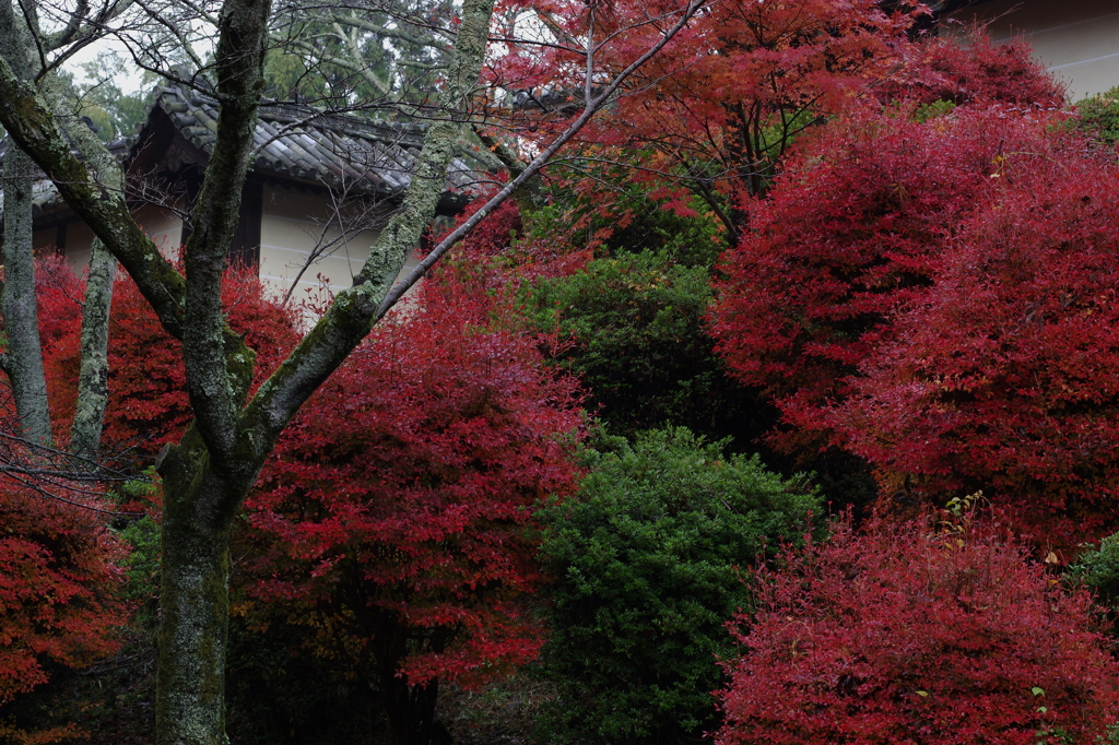 渋めな紅葉
