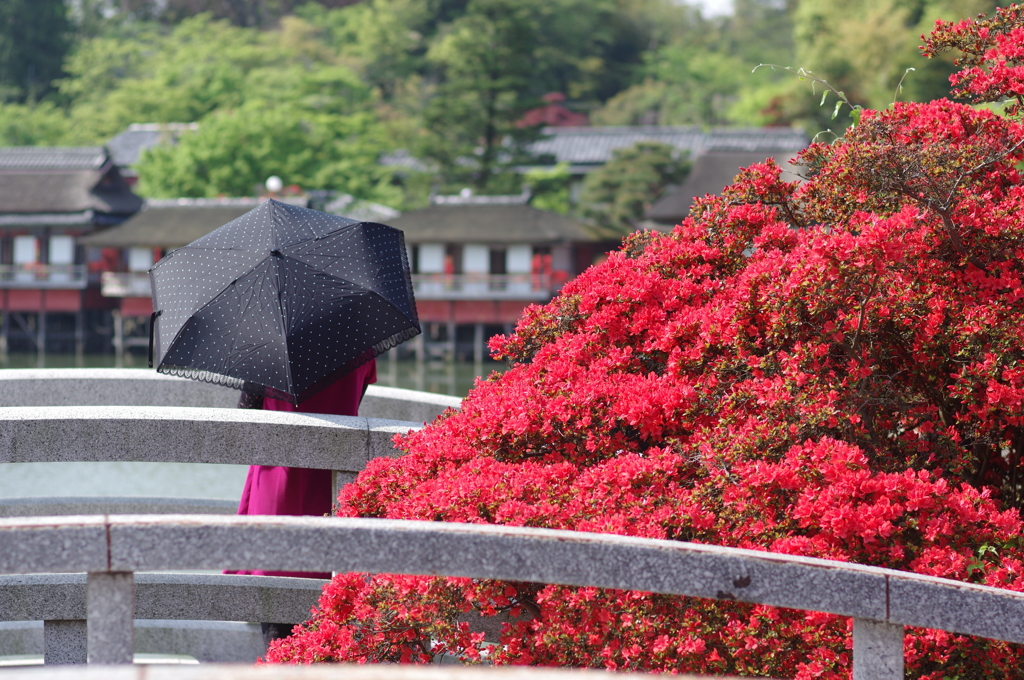 初夏の紅　Ⅱ