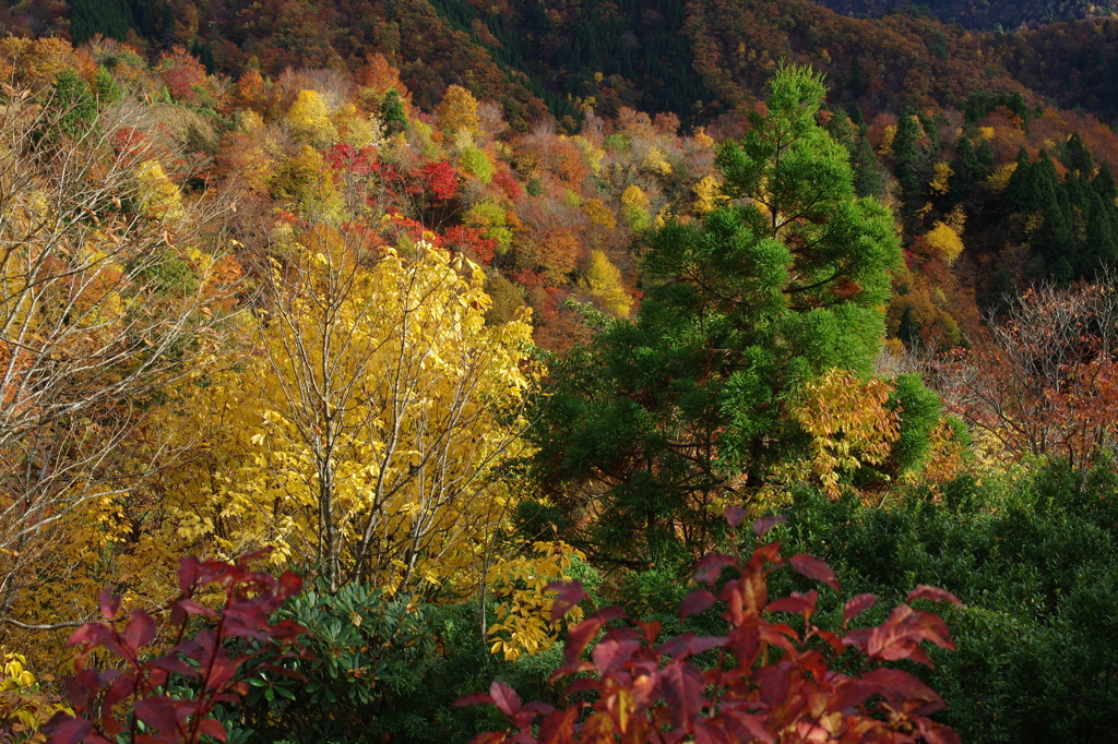 里山の紅葉