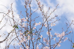 ふわり、春