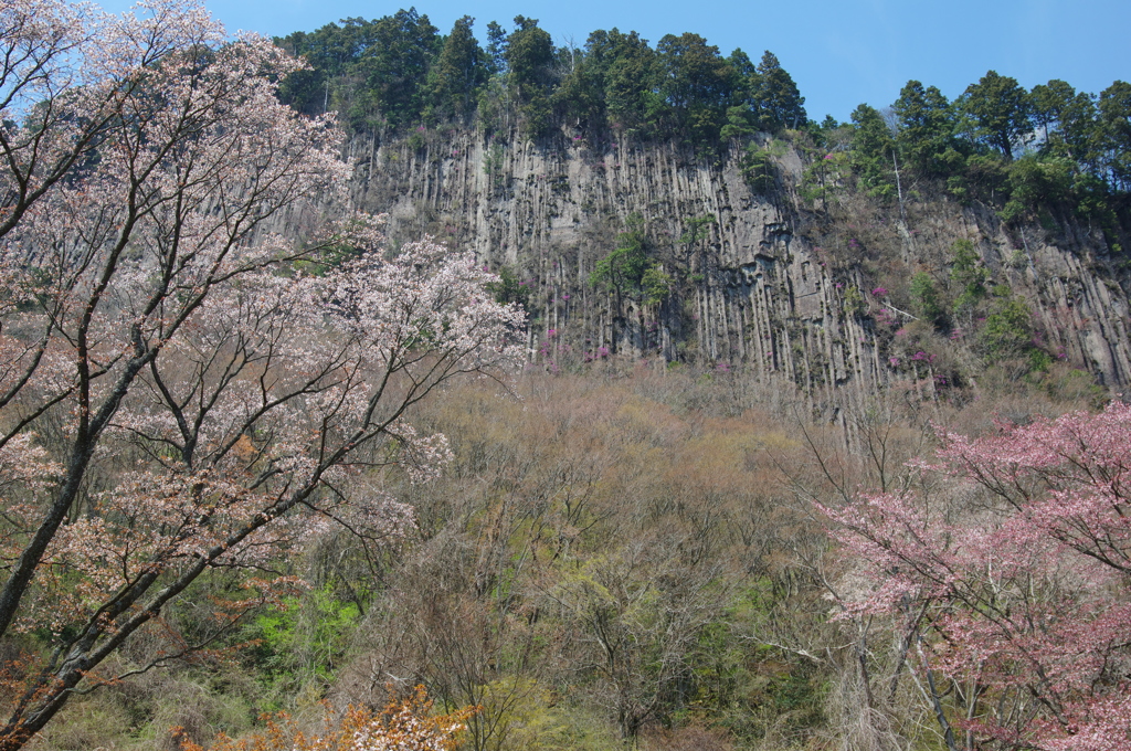 柱状節理と桜