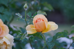 IMGP0769
