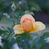 IMGP0769