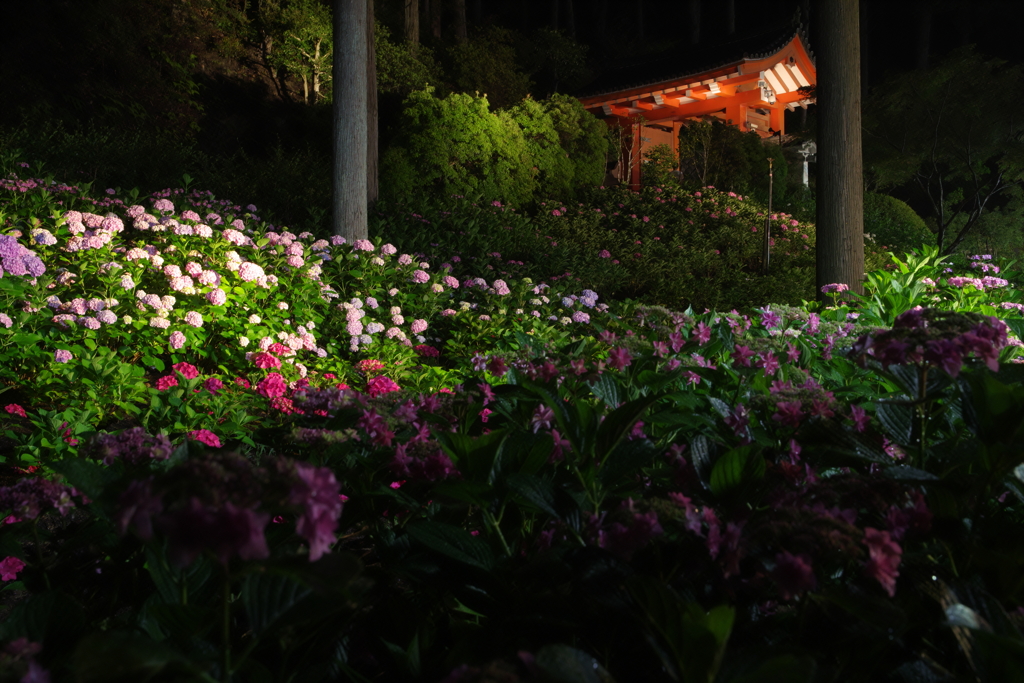 紫陽花のライトアップ